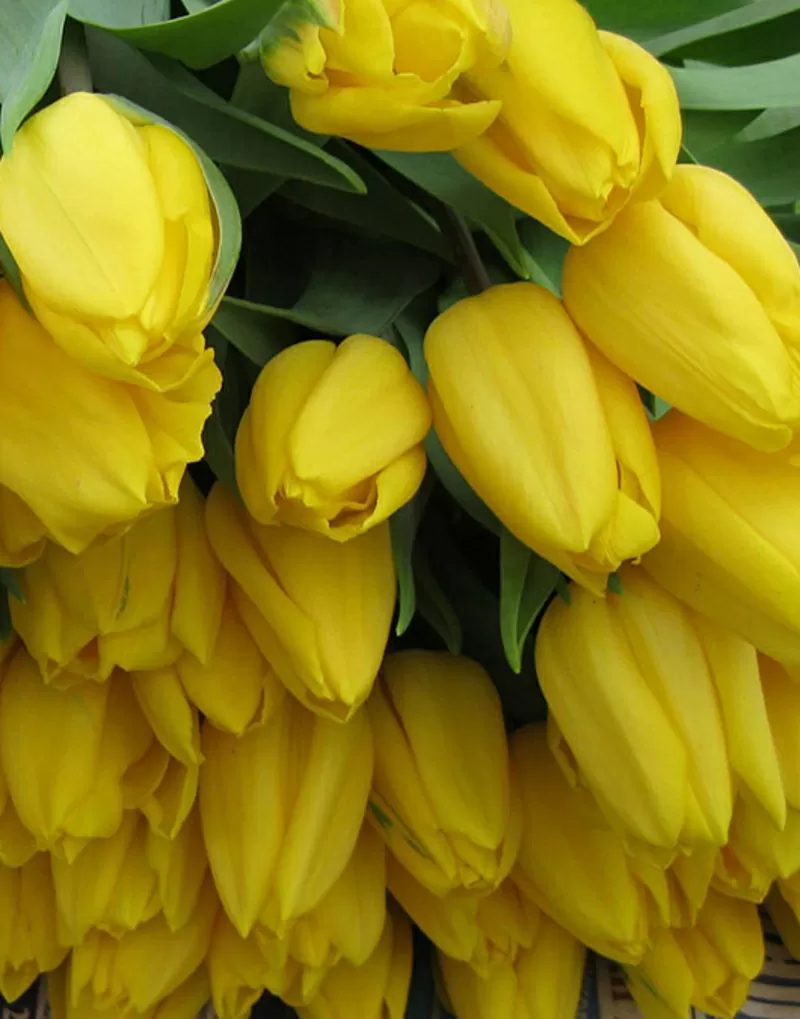 Любые цветы оптом к 8 марта 2015 3