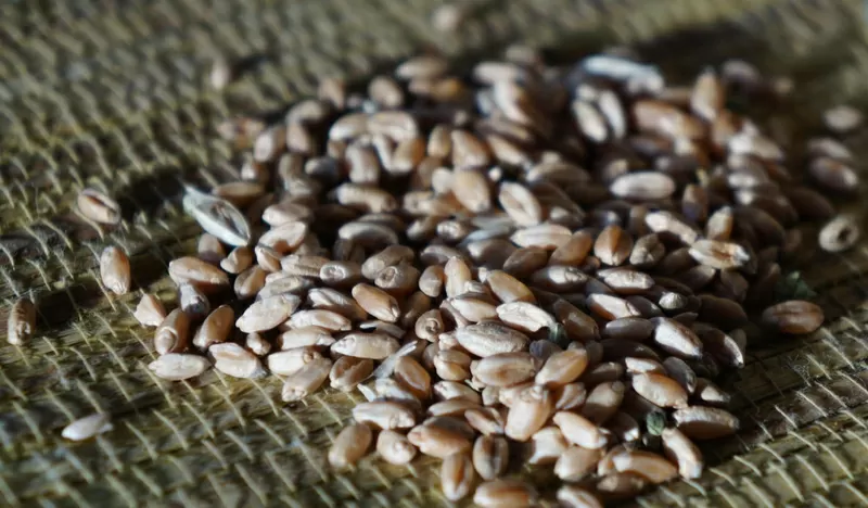 Очищенная пшеница для проращивания. Интернет-магазин 