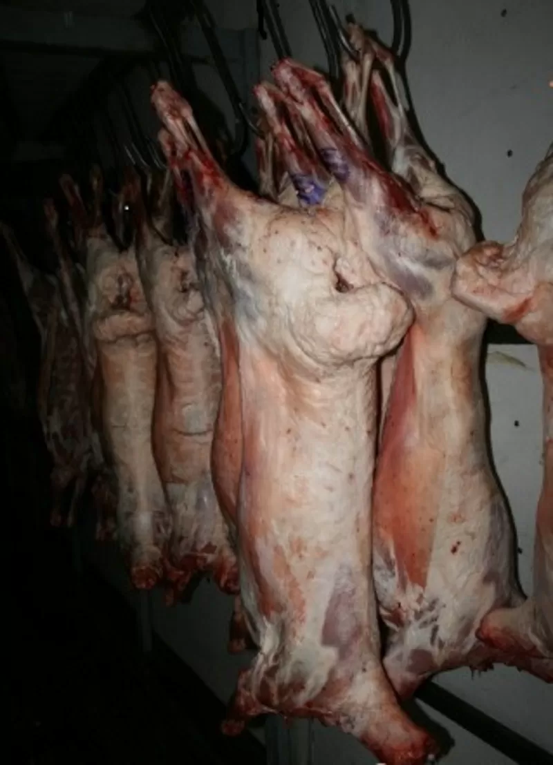Мясо (Говядина,  Свинина,  Баранина) оптом из Хакасии от производителя. 3