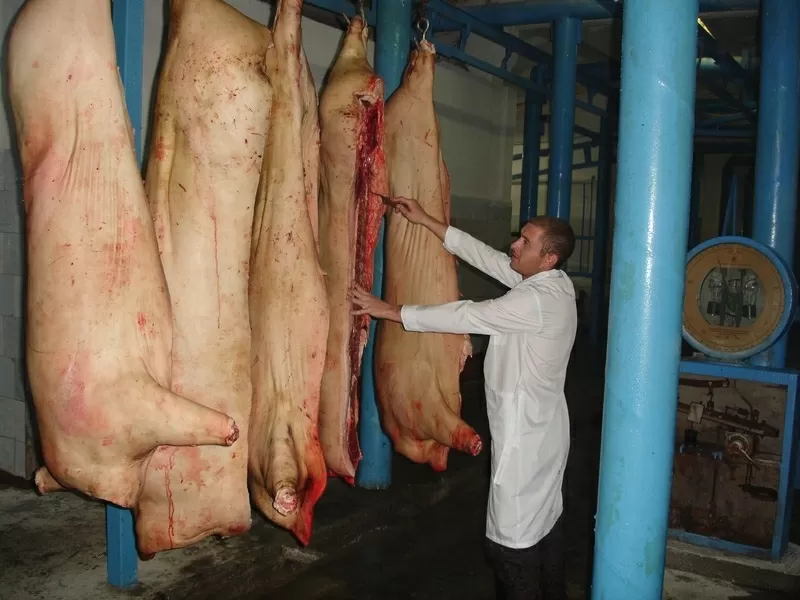 Мясо СВИНИНА  оптом из Хакасии от производителя.